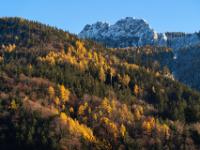Spätes Nachmittagslicht auf Bergwald und Kampenwand Westflanke